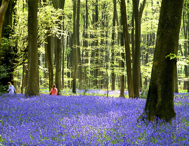 Photo via Flickr: https://www.flickr.com/photos/anguskirk/2684740057/